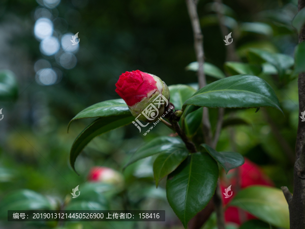 茶花素材