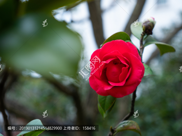 茶花素材