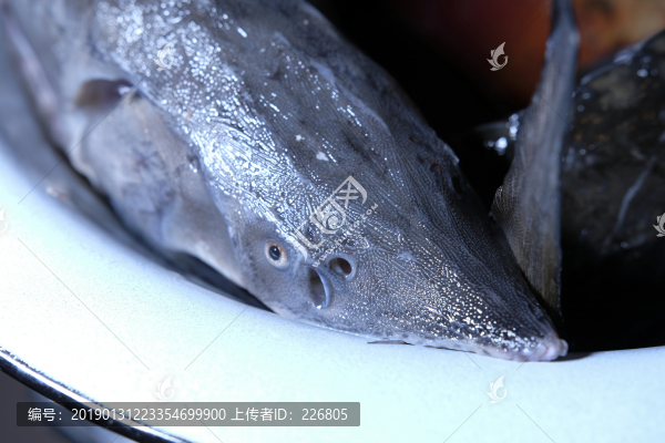 鱘魚