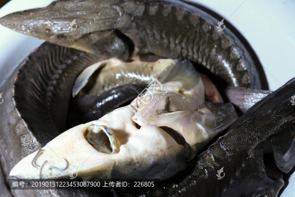 鱘魚