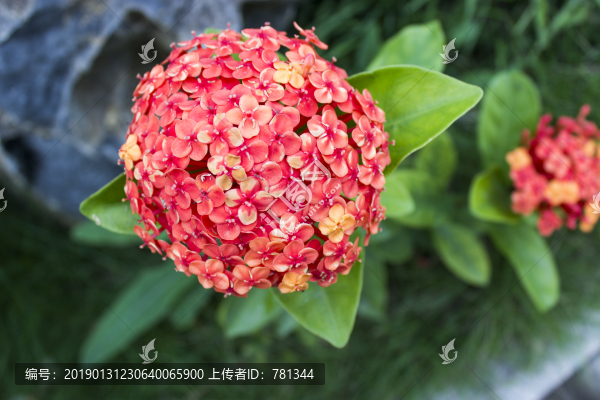 龍船花