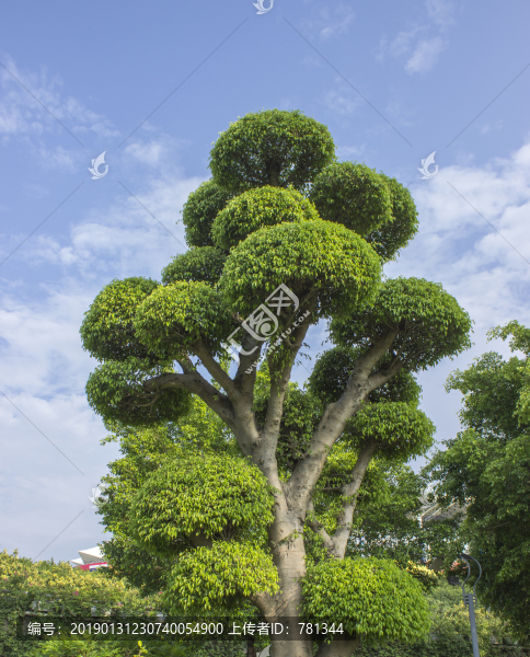 垂葉榕