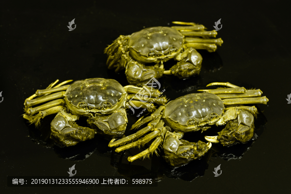 太湖毛蟹