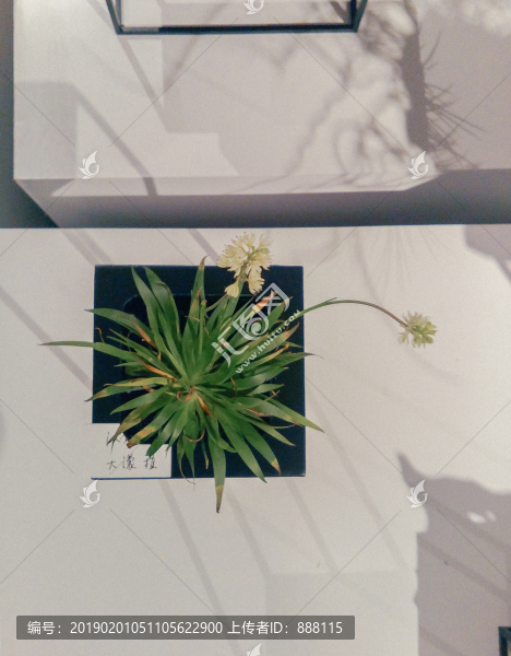 菖蒲