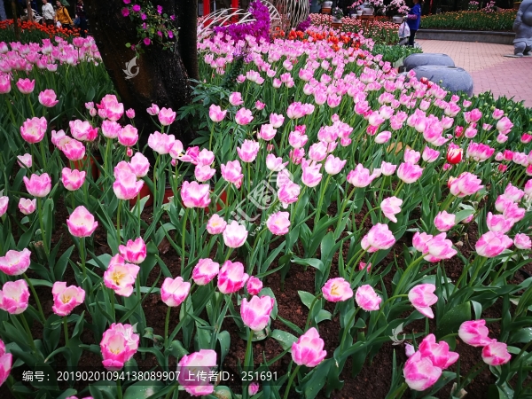 郁金香花壇