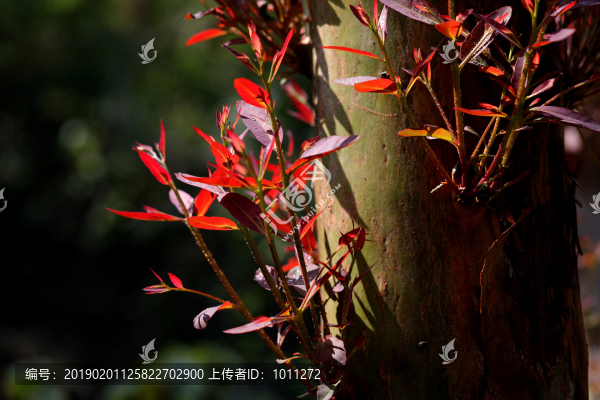 紅葉