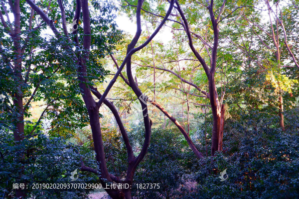樹林