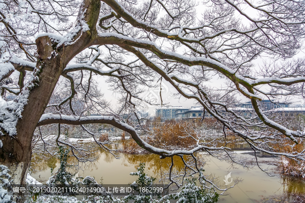 冬季雪景大樹背景素材