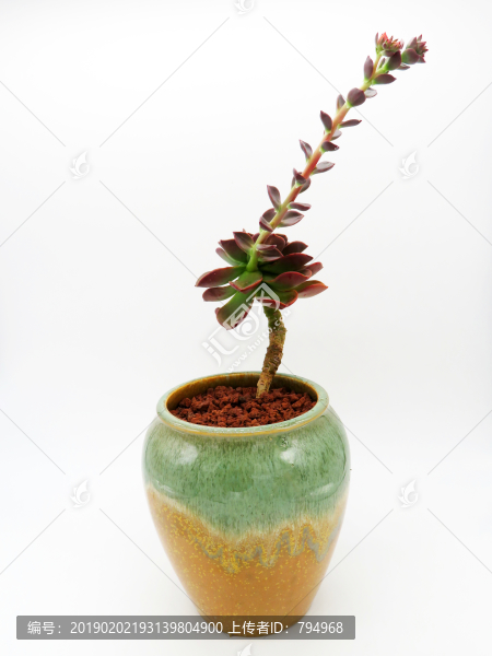 多肉植物