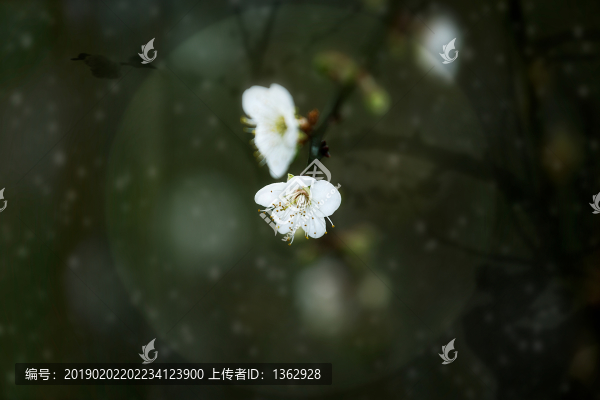 梅影
