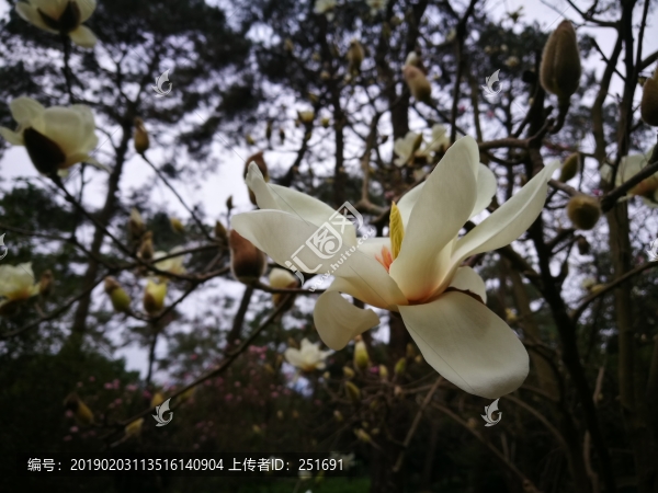 玉蘭花