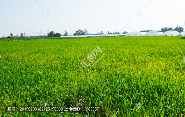 麥田