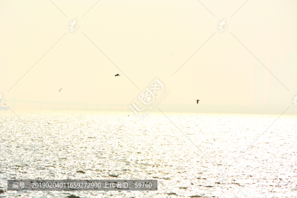 大海海鷗