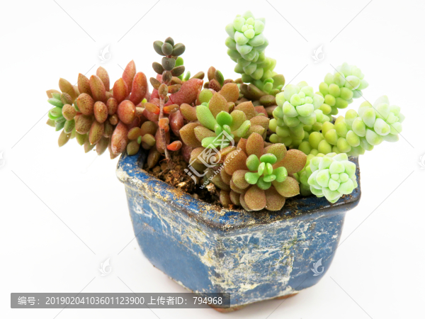 多肉植物