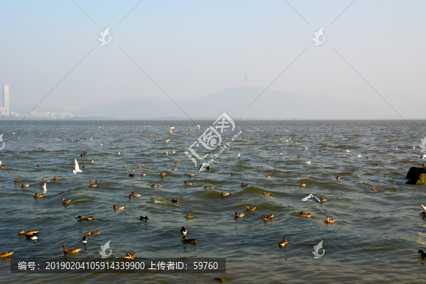 海鷗飛翔