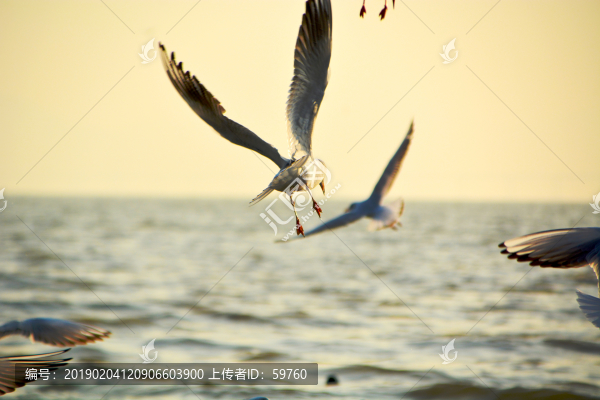 海鷗飛翔