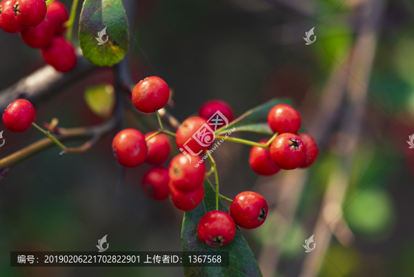 火棘