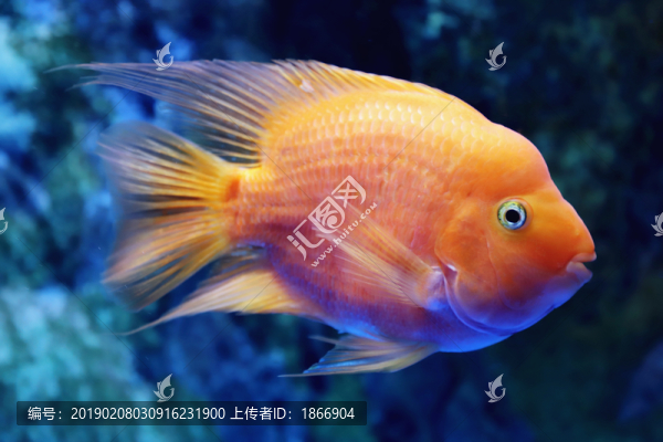 美麗可愛的鸚鵡魚