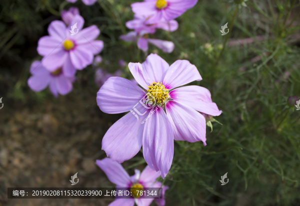 波斯菊