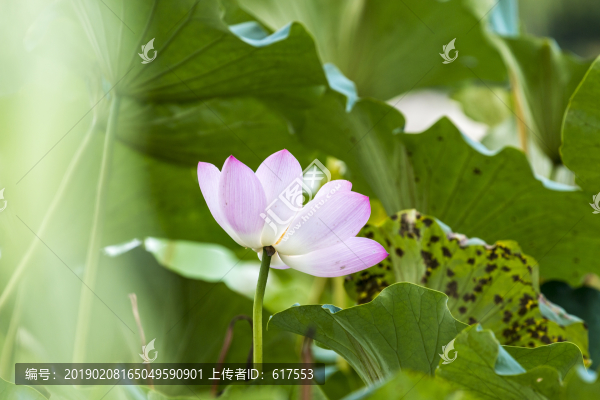 荷花
