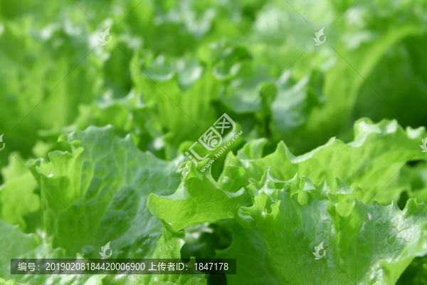 生菜