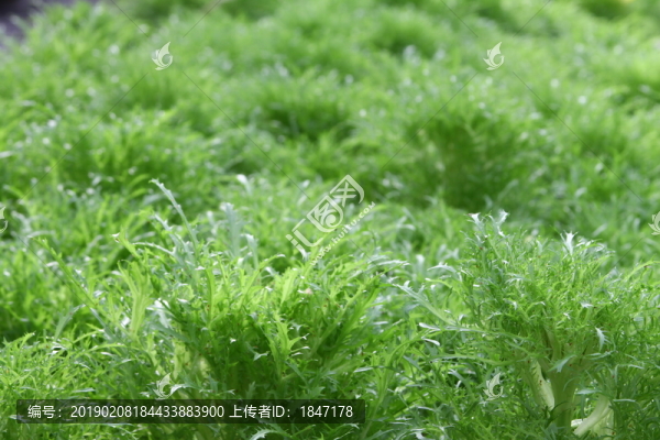 苦菊