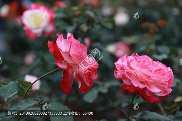 深圳人民公園月季花