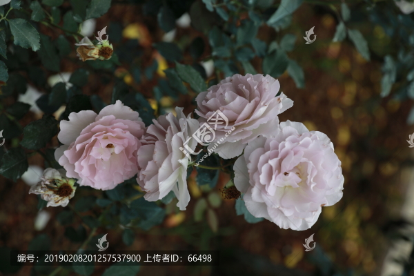 深圳人民公園月季花