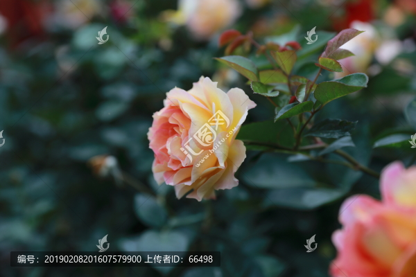 深圳人民公園月季花