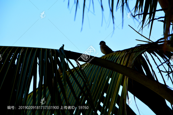 枝頭小鳥