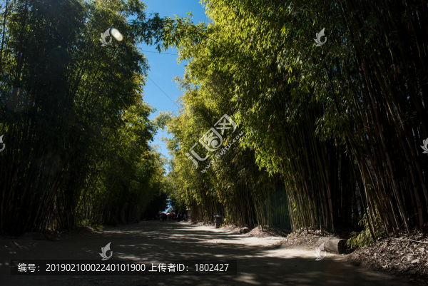 大理喜洲海舌生態(tài)公園竹林大道