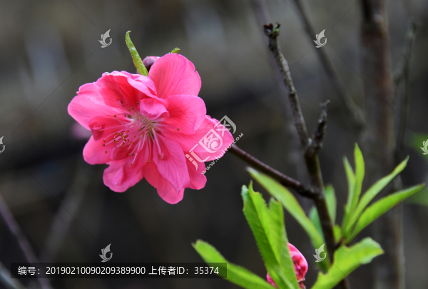桃花
