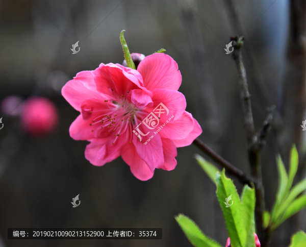 桃花