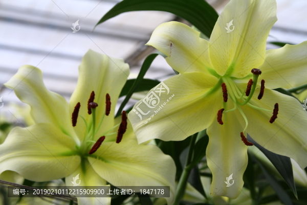 百合花