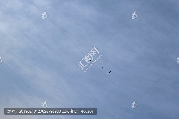 藍(lán)天白云中的飛鳥