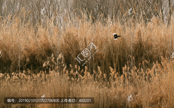 葦叢飛鳥