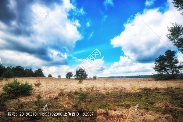 荷蘭森林公園