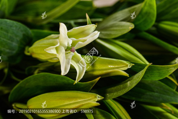 百合花