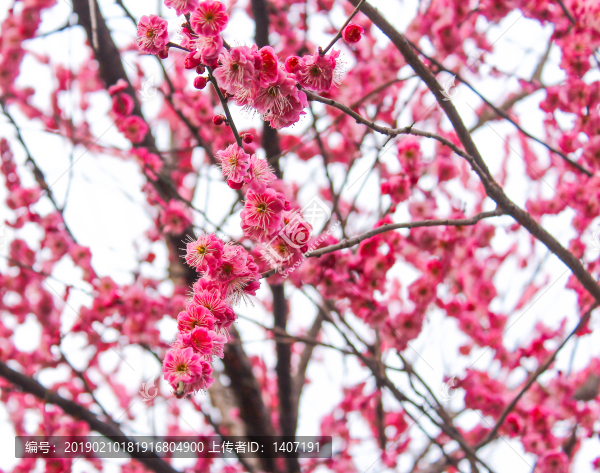 梅花