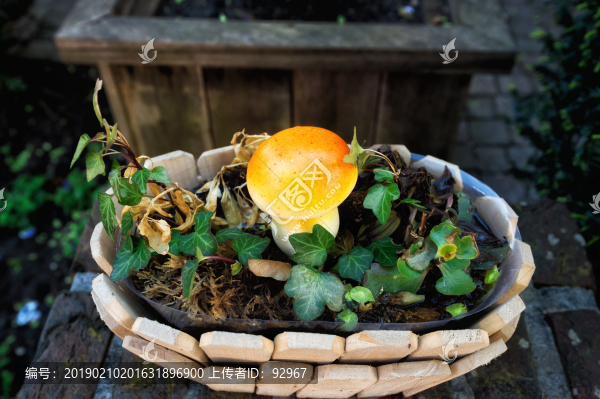 觀賞蘑菇