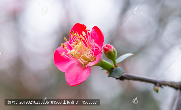 海棠花