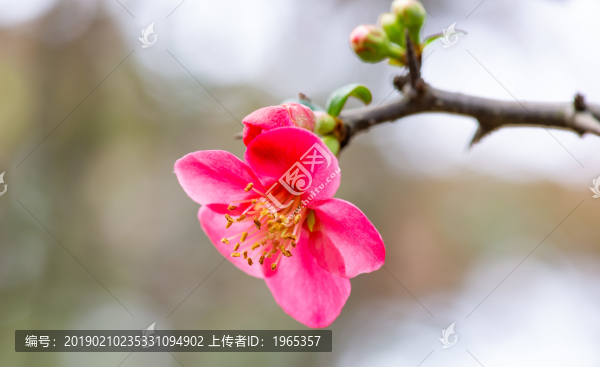 海棠花