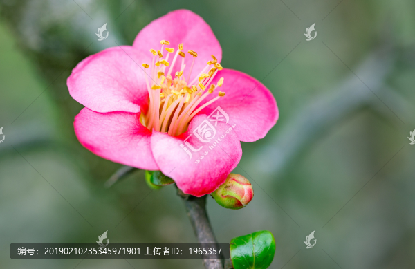 海棠花