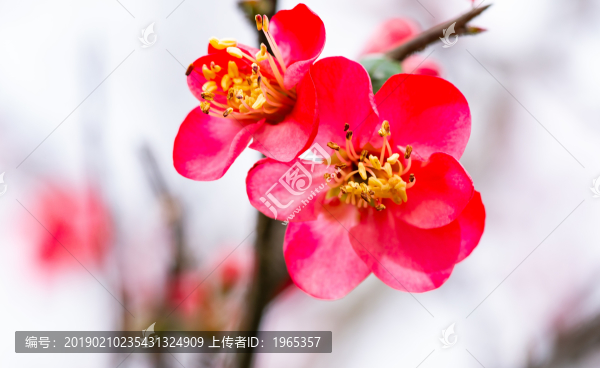 海棠花