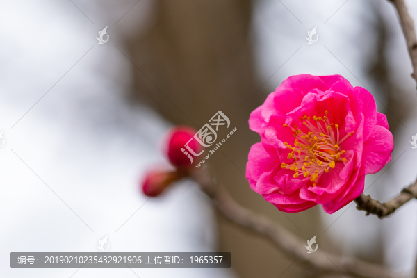梅花