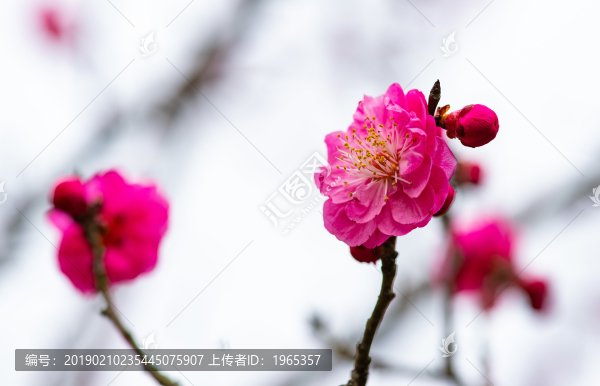 梅花