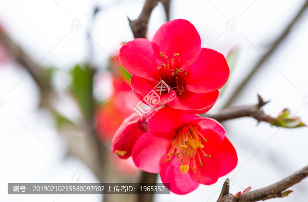海棠花