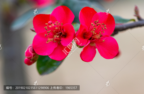 海棠花