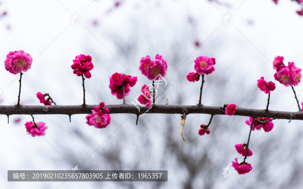 梅花