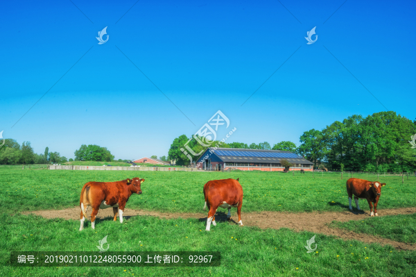 散養(yǎng)黃牛